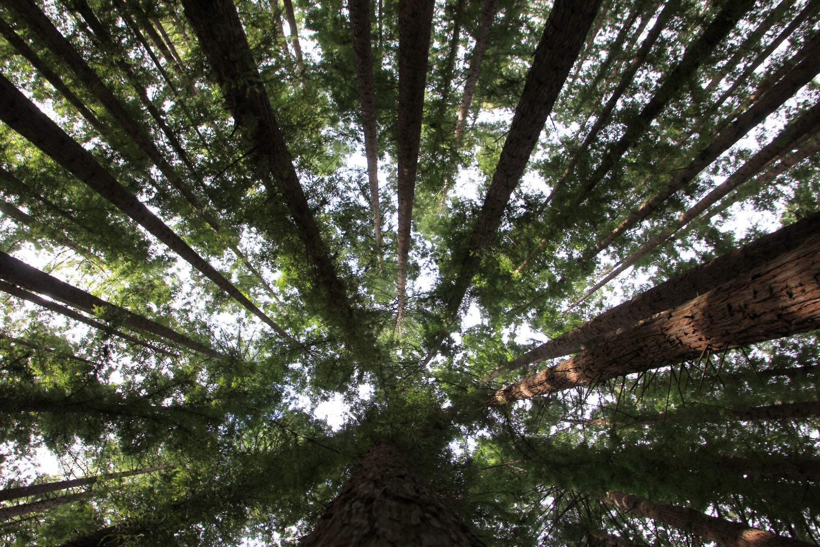 Quiet Electric Vehicles Are Growing Part of National Park Service Operations